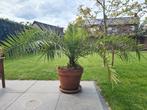 Palm (phoenix canarienses) in pot met schotel, Huis en Inrichting, Kamerplanten, 100 tot 150 cm, Palm, In pot, Volle zon