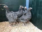 Jonge tamme Noord Hollandse Blauwe kippen gesekst & ingeënt