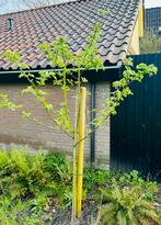 Rode Boskoop appelboom halfstam, Tuin en Terras, Planten | Bomen, Lente, Overige soorten, Volle zon, Ophalen