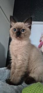 Ragdoll kittens, Dieren en Toebehoren, Katten en Kittens | Raskatten | Langhaar, Meerdere dieren, Gechipt