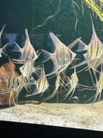 Wild Altum Atabapo new import 60 pcs beschikbaar, Dieren en Toebehoren, Vissen | Aquariumvissen, Vis