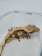 Wimpergekko man RTB, Dieren en Toebehoren, Hagedis, Tam, 0 tot 2 jaar