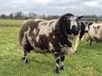 Super luxe 3 jarige bonte dekram, Mannelijk, Schaap, 3 tot 5 jaar