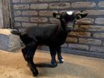 Dwerggeit Zwart bokje met cammel buik, Dieren en Toebehoren, Schapen, Geiten en Varkens, Mannelijk, Geit, 0 tot 2 jaar