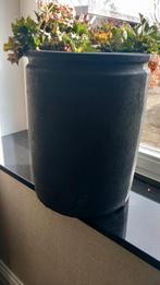 Grote vaas bloempot still met plant., Ophalen, Halfschaduw, Minder dan 100 cm