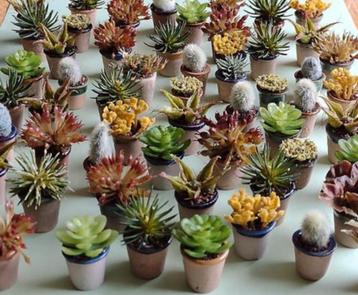 div. plantjes in terra cotta pot - Fennicole Miniatures