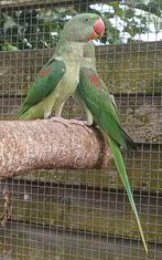 4 grote alexanderparkiet poppen., Dieren en Toebehoren, Vrouwelijk, Parkiet, Geringd
