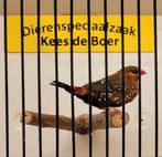 Tijgervink man, Dieren en Toebehoren, Vogels | Overige Vogels, Mannelijk
