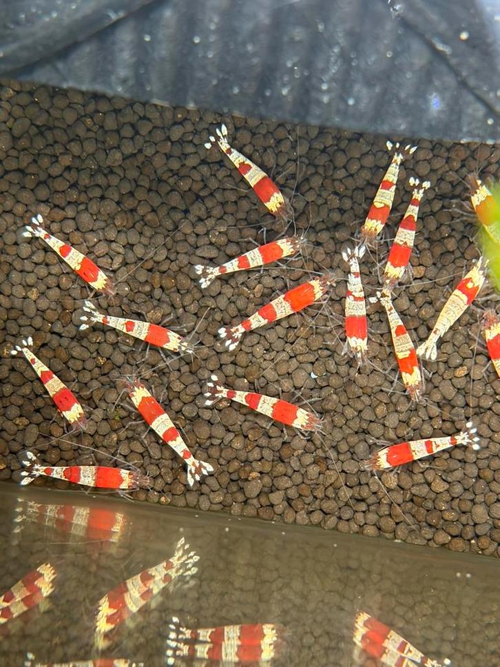 Diverse neocaridina & caridina garnalen en slakken, Dieren en Toebehoren, Vissen | Aquariumvissen