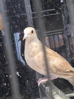 Diamantduif 2025, Dieren en Toebehoren, Vogels | Duiven, Mannelijk, Overige soorten