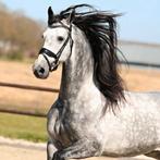 Prachtige schimmel ruin, Dieren en Toebehoren, Paarden, Hengst, Dressuurpaard, 0 tot 2 jaar