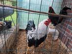 Araucana hanen 2023 (2, haan kippen), Dieren en Toebehoren, Pluimvee