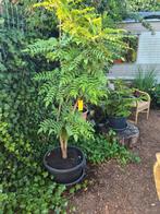 mahonie stevige plant, Ophalen, Overige soorten, 100 tot 250 cm