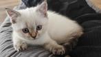 Britse Korthaar kitten, Dieren en Toebehoren, Katten en Kittens | Raskatten | Korthaar, Kater