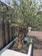 Prachtige oude olijfboom in bak met zitgedeeltes, Ophalen of Verzenden, Volle zon, Olijfboom, 100 tot 250 cm