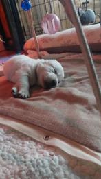 Golden Retriever puppies, Dieren en Toebehoren, Golden retriever, 8 tot 15 weken, CDV (hondenziekte), Meerdere