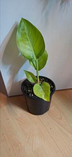 Sterilitzia Nicolai variegata, Huis en Inrichting, Kamerplanten, Ophalen of Verzenden, Halfschaduw, Minder dan 100 cm