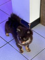 2 prachtige Pomeriaan zusjes – geboren 13-10-2025, België, Particulier, Keeshond, 15 weken tot 1 jaar