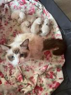 Ragdoll kittens geboren met stamboom, Dieren en Toebehoren, Katten en Kittens | Overige Katten, Poes