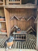 Takla, Dieren en Toebehoren, Vogels | Duiven, Meerdere dieren