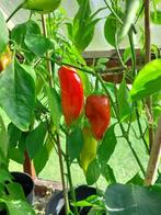zaden Paprika Kapia, Verzenden, Voorjaar, Volle zon, Zaad