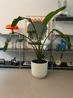 Strelizia nicolai plant met elho pot wit - nieuwe bladeren, Ophalen, 100 tot 150 cm, Overige soorten, In pot