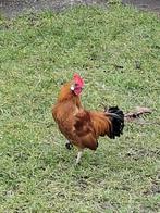 Jonge haan krielkippen, Dieren en Toebehoren, Pluimvee, Mannelijk, Kip