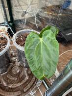 Anthurium Carla NSE x (Dorito Port x RLFS) stek #2, Huis en Inrichting, Kamerplanten, Ophalen of Verzenden, Halfschaduw, Minder dan 100 cm