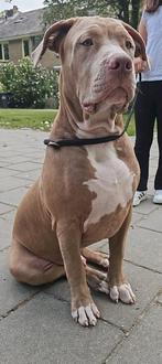 American bully xl, Dieren en Toebehoren, Rabiës (hondsdolheid), 15 weken tot 1 jaar, Eén hond, Nederland