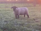 Prachtige Suffolk stamboek dekram, Mannelijk, Schaap, 0 tot 2 jaar