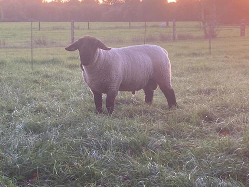 Prachtige Suffolk stamboek dekram, Dieren en Toebehoren, Schapen, Geiten en Varkens, Schaap, Mannelijk, 0 tot 2 jaar