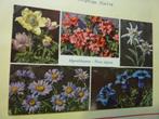 Ansicht Zwitserland - Alpenbloemen Flora alpina, Verzenden, Zo goed als nieuw