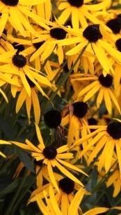 Zaden Rudbeckia fulgida beschikbaar voor biedingen