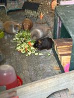 Aangeboden oppas voor dieren, Dieren en Toebehoren, Cavia, Juli, Vrouwelijk, Tam