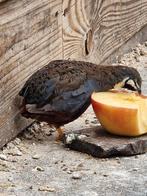 Koppel chinese dwergkwartel, Dieren en Toebehoren, Vogels | Overige Vogels, Meerdere dieren, Tropenvogel