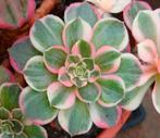 Aeonium black devil variegated, Ophalen of Verzenden, Halfschaduw, Minder dan 100 cm