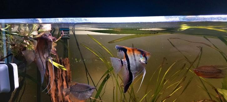 Maanvissen 2 stuks, Dieren en Toebehoren, Vissen | Aquariumvissen, Vis