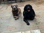 Verwacht nestje Zilveren lab x Marramano, Rabiës (hondsdolheid), 8 tot 15 weken, Labrador retriever, Meerdere