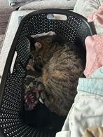 Lieve en betrouwbare huisdieren oppas, Ophalen of Verzenden, Zo goed als nieuw