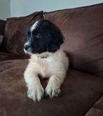 Stabij pups, 8 tot 15 weken, Meerdere, Meerdere dieren, Middel