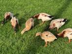 Indische loopeenden, Dieren en Toebehoren, Pluimvee, Meerdere dieren, Eend