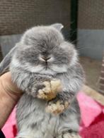 Jonge Raskonijntjes Ned. Dwerghangoor chinchilla kleur., Dieren en Toebehoren, Konijnen, Meerdere dieren, Dwerg, Hangoor, 0 tot 2 jaar