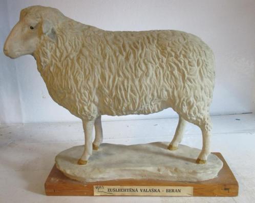 antiek gipsen school object slagerij model schaap 13, Antiek en Kunst, Curiosa en Brocante, Verzenden