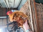 Sarama krul haan, Dieren en Toebehoren, Mannelijk, Kip