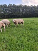 luxe Texelaar fokooien, Dieren en Toebehoren, Schapen, Geiten en Varkens, Vrouwelijk, Schaap, 0 tot 2 jaar