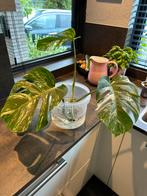 Monstera Variegata stekken 10 stuks - geworteld, Ophalen, Overige soorten, Minder dan 100 cm
