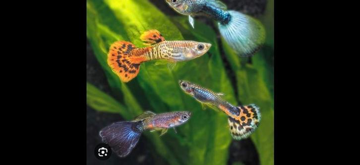 Guppy's (Poecilia reticulata), Dieren en Toebehoren, Vissen | Aquariumvissen, Vis