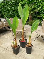 Gele lotusbanaan XL plant, Ophalen, Zomer, Overige soorten, Volle zon