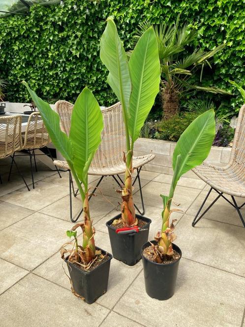 Gele lotusbanaan XL plant, Tuin en Terras, Planten | Tuinplanten, Overige soorten, Volle zon, Zomer, Ophalen