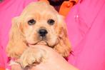 Amerikaanse cocker spaniël pups, Dieren en Toebehoren, Honden | Retrievers, Spaniëls en Waterhonden, 15 weken tot 1 jaar, Buitenland